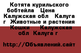 Котята курильского бобтейла › Цена ­ 100 - Калужская обл., Калуга г. Животные и растения » Кошки   . Калужская обл.,Калуга г.